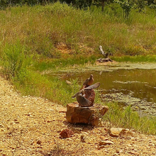 Load image into Gallery viewer, Trophy Rock® – Salt Lick for Wildlife