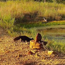 Load image into Gallery viewer, Trophy Rock® – Salt Lick for Wildlife