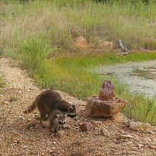 Load image into Gallery viewer, Trophy Rock® – Salt Lick for Wildlife