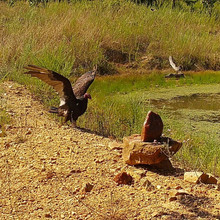 Load image into Gallery viewer, Trophy Rock® – Salt Lick for Wildlife
