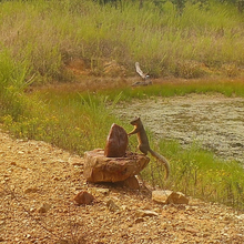 Load image into Gallery viewer, Trophy Rock® – Salt Lick for Wildlife
