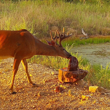 Load image into Gallery viewer, Trophy Rock® – Salt Lick for Wildlife