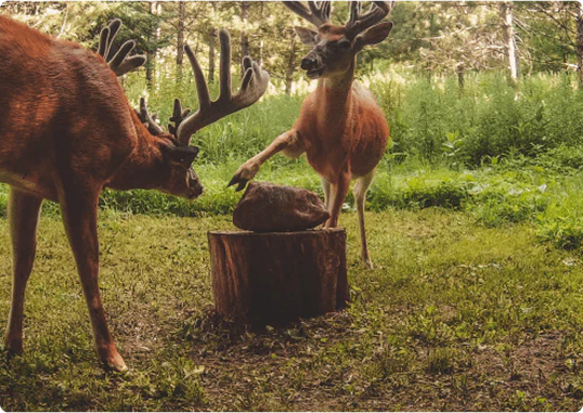 Two whitetail bucks spar at a Trophy Rock mineral site.