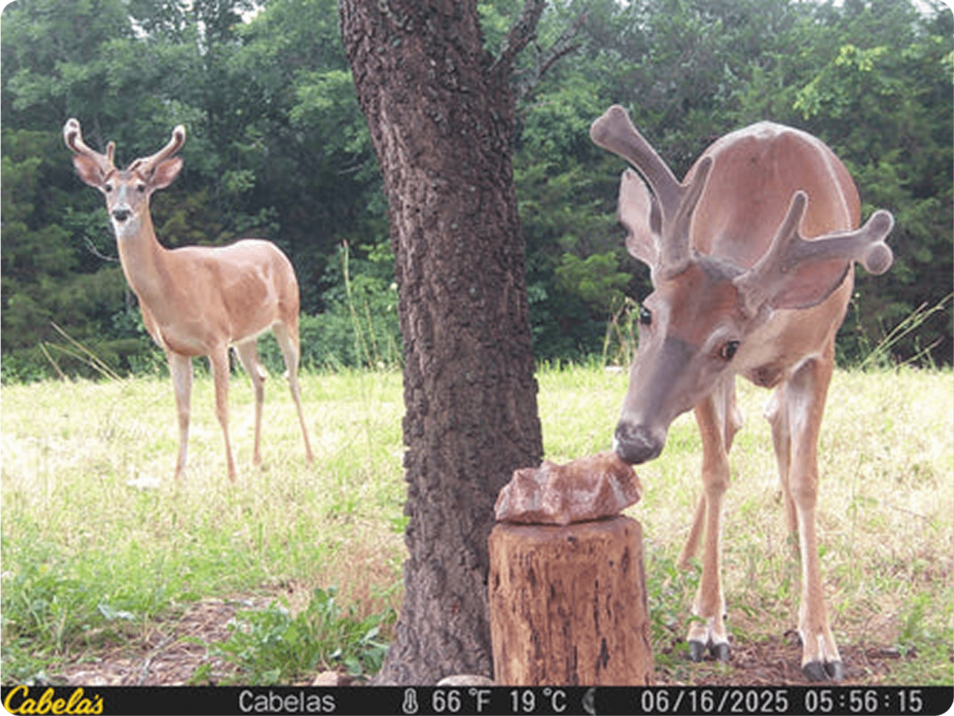 Two whitetail bucks with early summer antler growth visit a Trophy Rock mineral site.