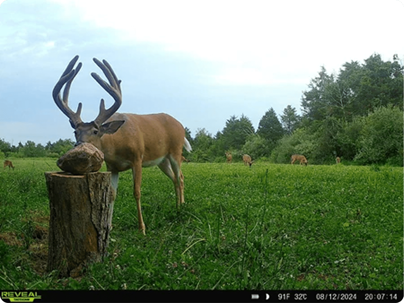 A whitetail buck at a Trophy Rock mineral site near the edge of a food plot.