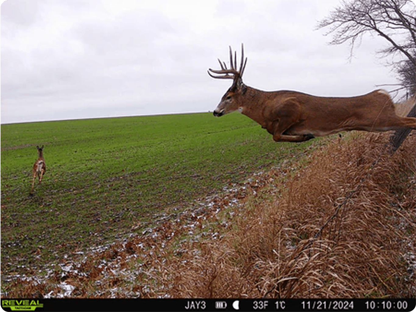 A large whitetail buck jumps midair over a fence.