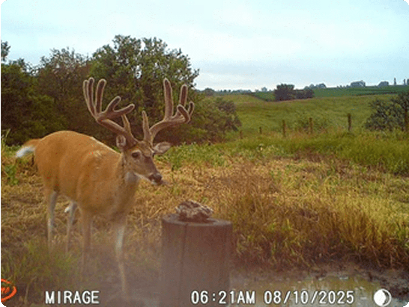 A mature whitetail buck in velvet visits a Trophy Rock mineral site.